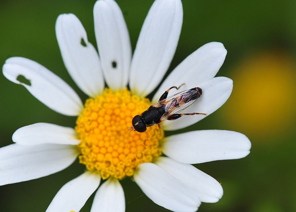 La vita in un fiore: terza parte